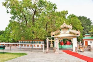 Bodhi Tree Sarnath Varanasi